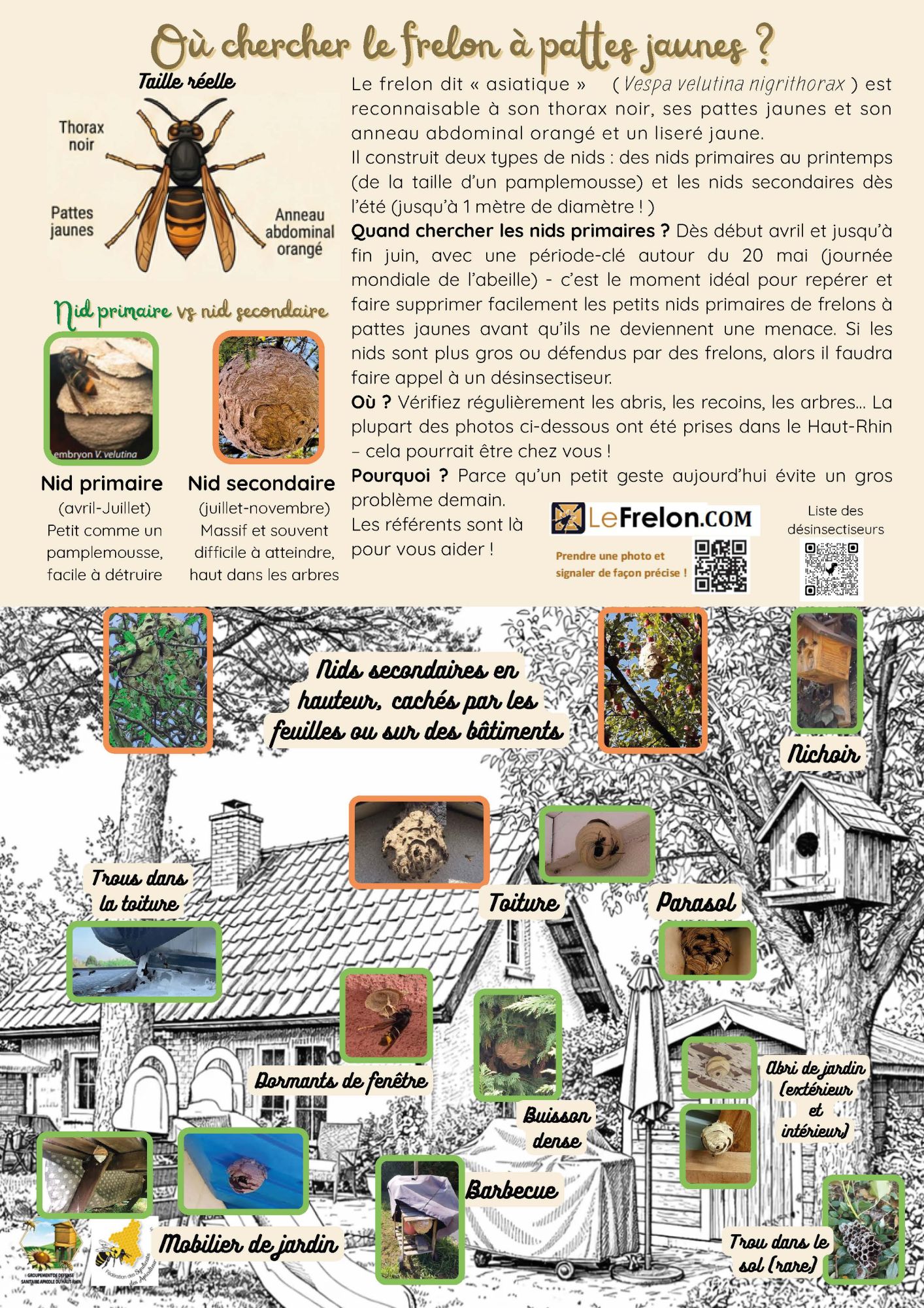 frelon asiatique
